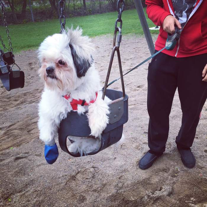 dog in a swing